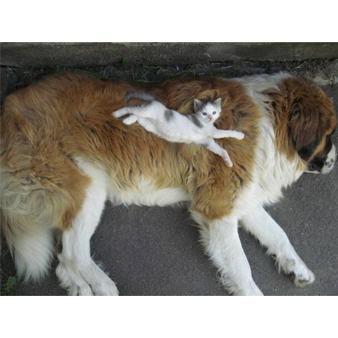 犬と子猫が出会った様子が癒される