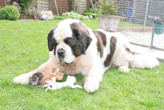 犬と子猫が出会った様子が癒される