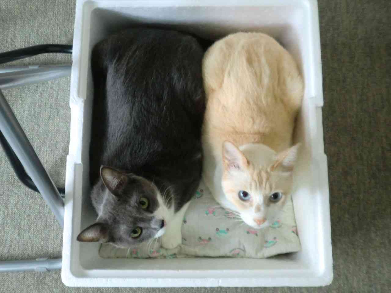 100均の材料で「猫用こたつ」を作った結果ｗ