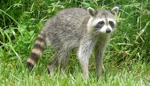 山梨県の動物園にいるアライグマが丸すぎるｗｗｗ