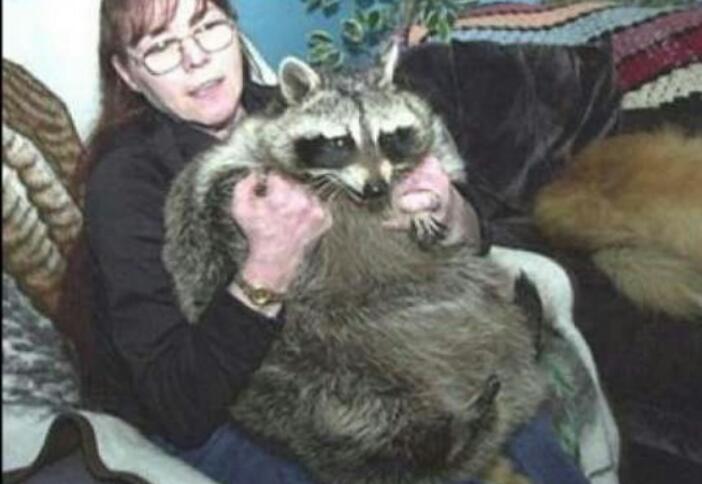 山梨県の動物園にいるアライグマが丸すぎるｗｗｗ