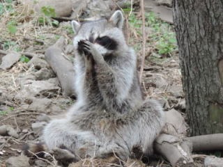 山梨県の動物園にいるアライグマが丸すぎるｗｗｗ