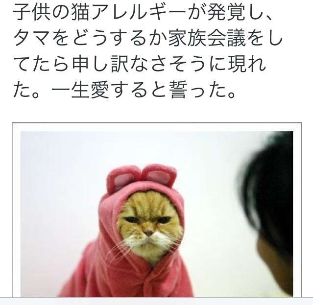 ペットの毛対策