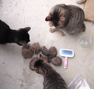 ペットの毛対策