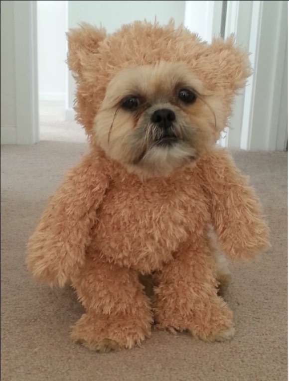かわいいくまのぬいぐるみの画像を貼っていくトピ