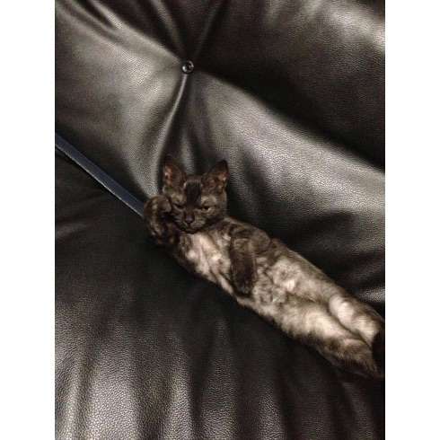 元気がでる画像ください！