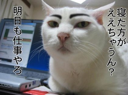 元気がでる画像ください！