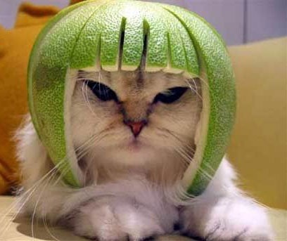 元気がでる画像ください！