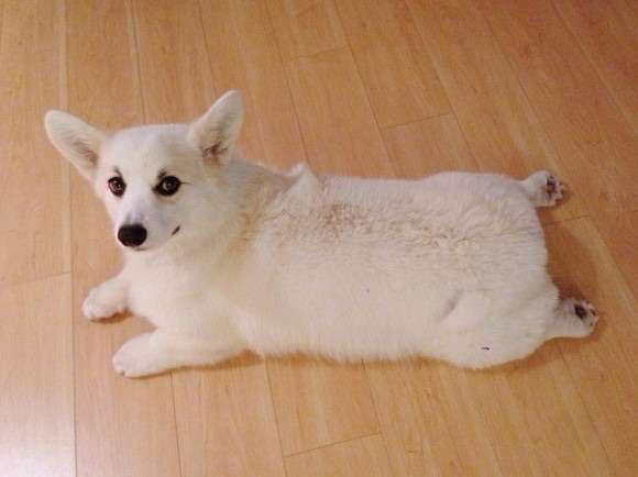 元気がでる画像ください！