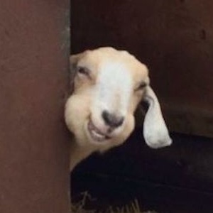 元気がでる画像ください！
