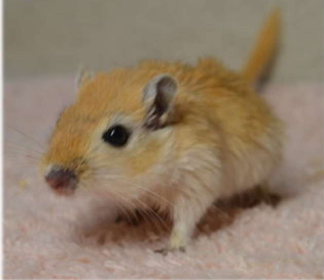 変わった動物を飼ってる人