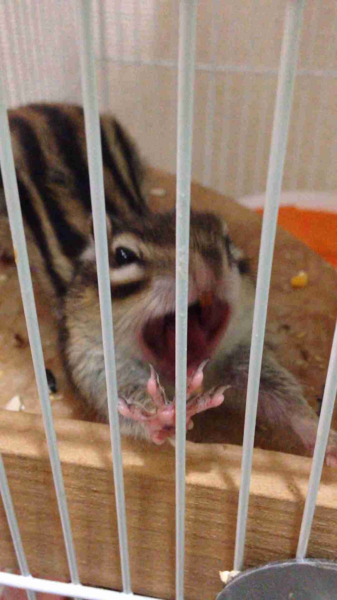 変わった動物を飼ってる人