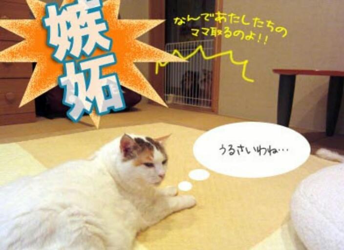 彼氏（旦那）が、嫉妬深くて困っている方
