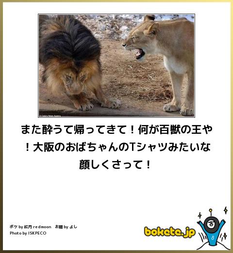 2014年の締めくくりに「ボケて」を貼っていこう