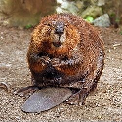 みなさんの顔は動物で例えると何顔ですか？