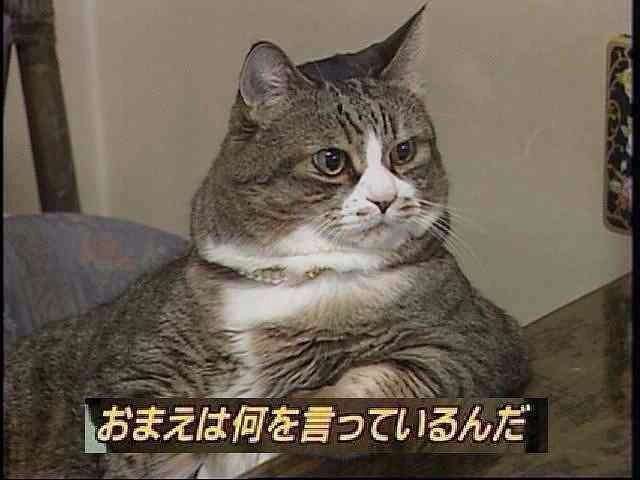 みなさんの顔は動物で例えると何顔ですか？