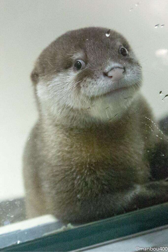 みなさんの顔は動物で例えると何顔ですか？