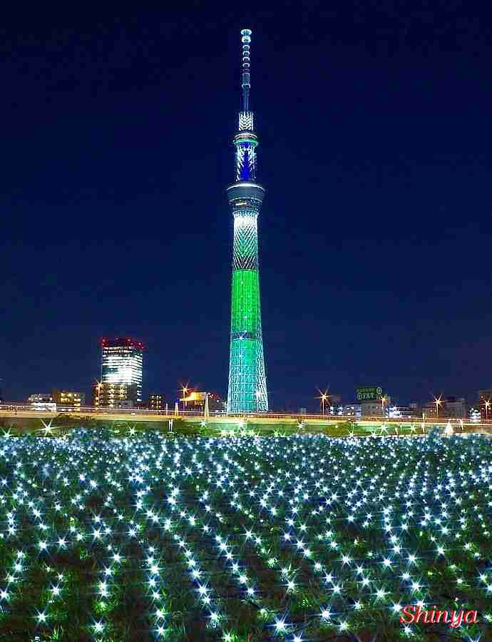 近場でおすすめのクリスマスツリー