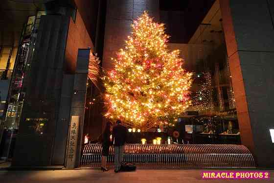 近場でおすすめのクリスマスツリー