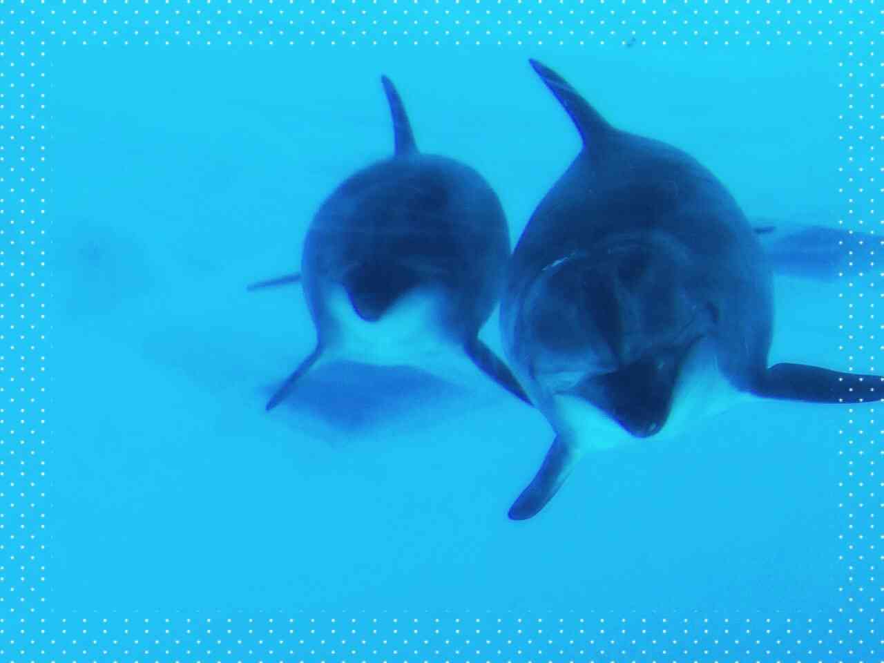 ガルちゃん水族館♪