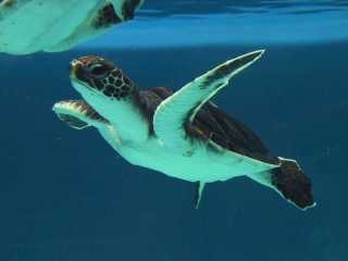 ガルちゃん水族館♪