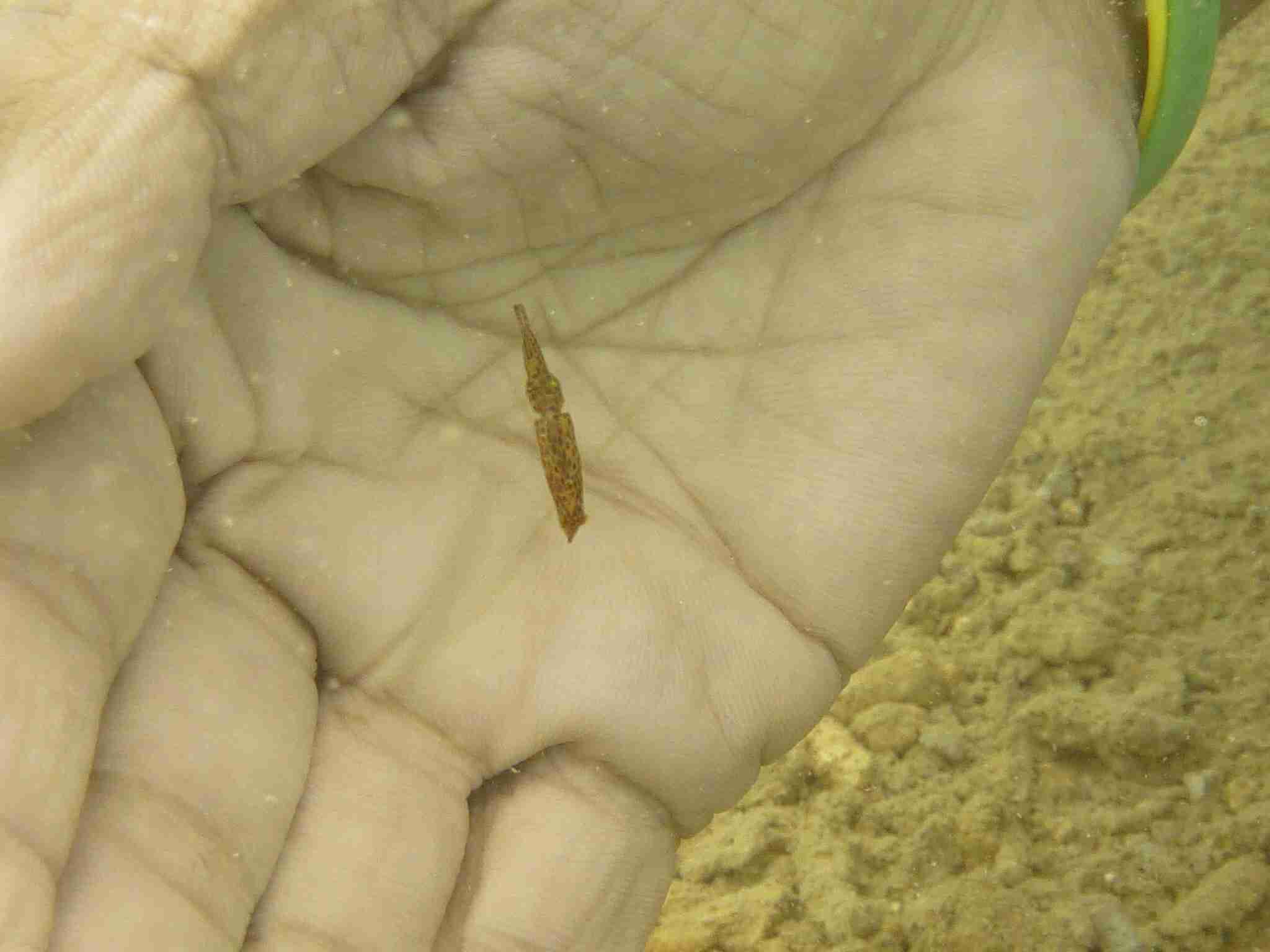 ガルちゃん水族館♪