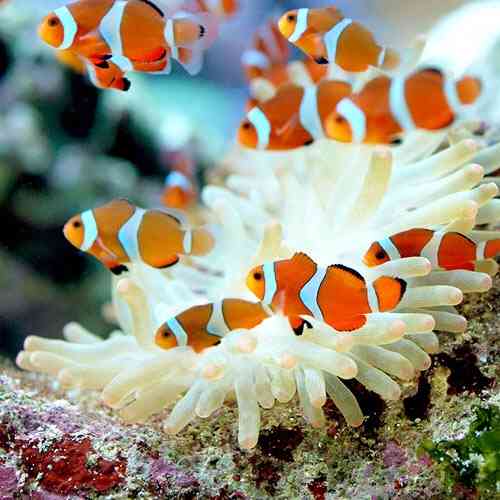 ガルちゃん水族館♪