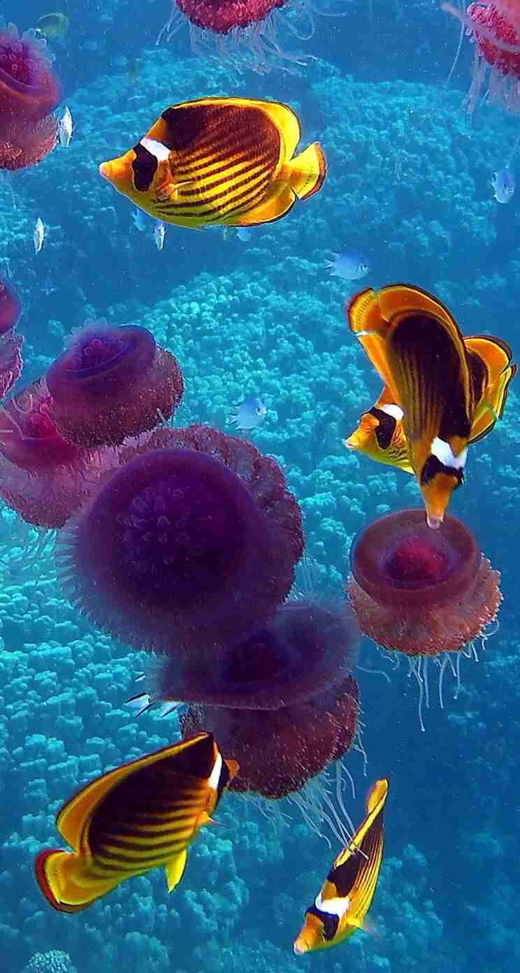ガルちゃん水族館♪