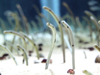 ガルちゃん水族館♪