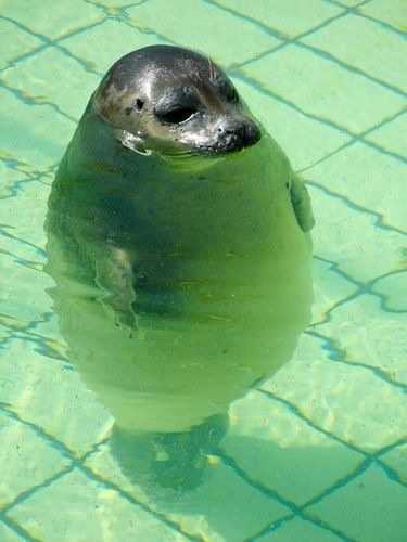 ガルちゃん水族館♪
