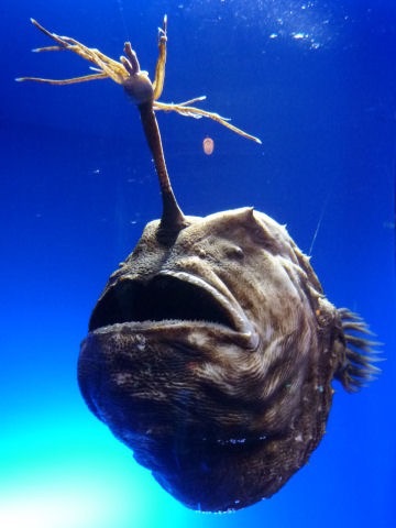 ガルちゃん水族館♪