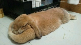 AKB48グループの“女子受け”メンバーは?12人を発表