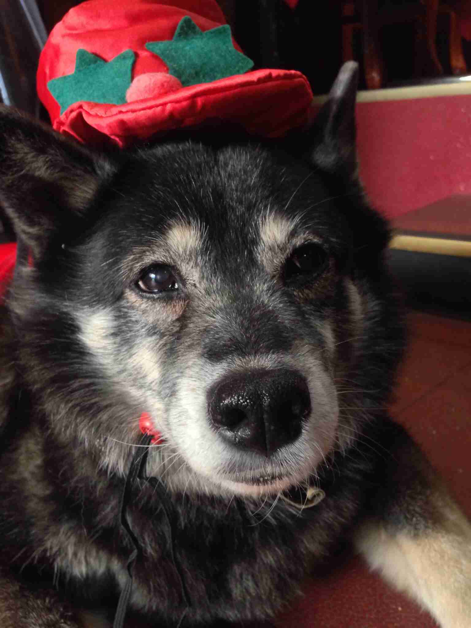 【年またぎ】見ると幸せな気分になれる画像を下さい！