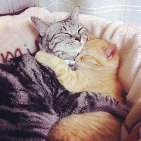 【年またぎ】見ると幸せな気分になれる画像を下さい！