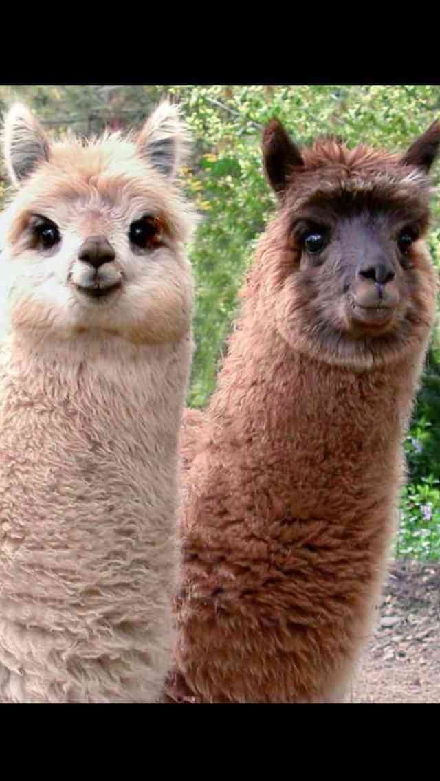 【年またぎ】見ると幸せな気分になれる画像を下さい！