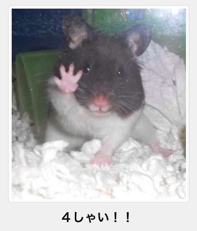 【年またぎ】見ると幸せな気分になれる画像を下さい！