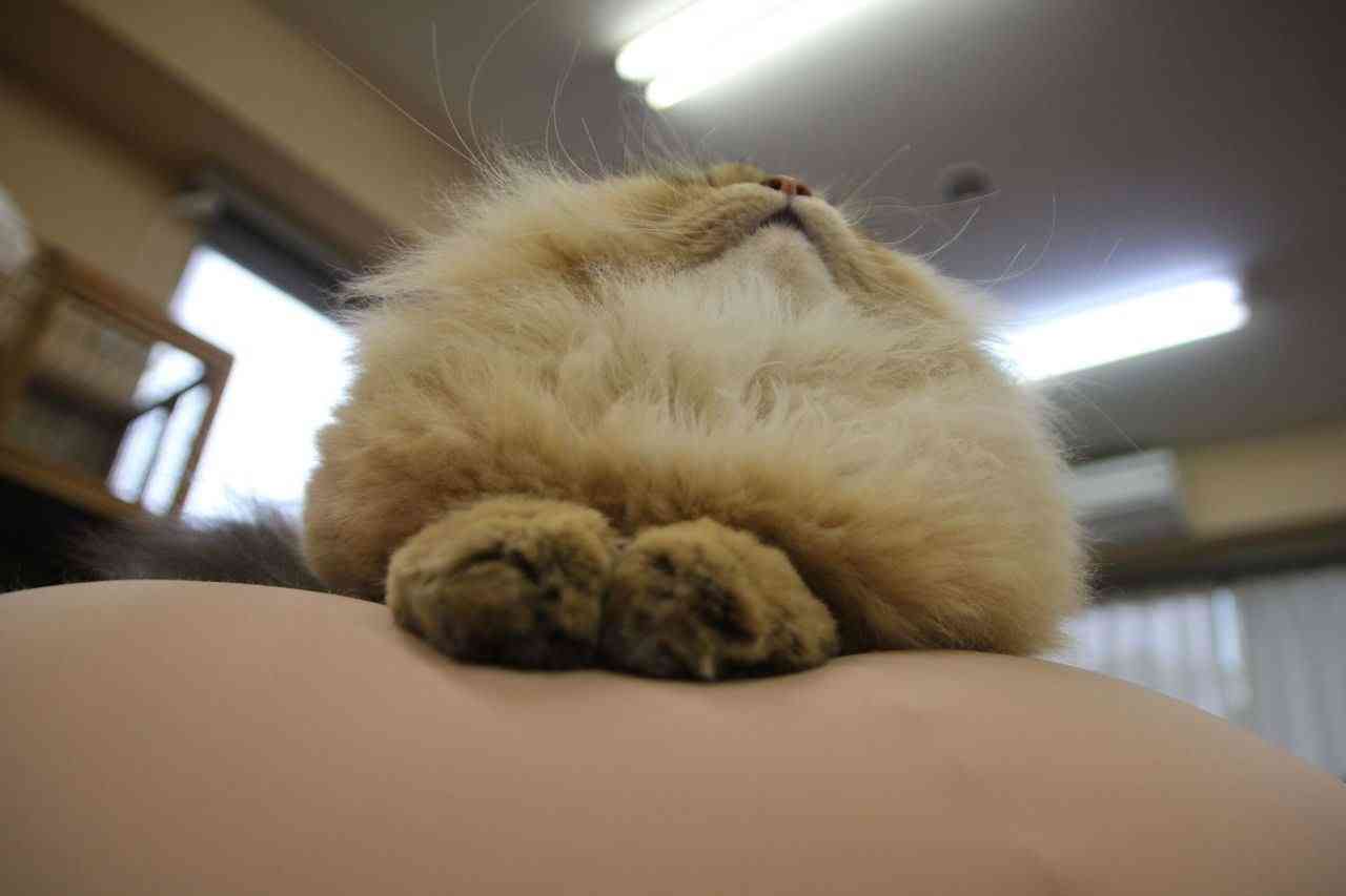 【年またぎ】見ると幸せな気分になれる画像を下さい！