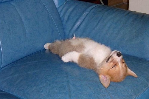 【年またぎ】見ると幸せな気分になれる画像を下さい！