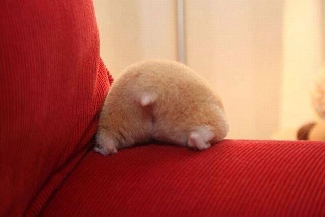 【年またぎ】見ると幸せな気分になれる画像を下さい！