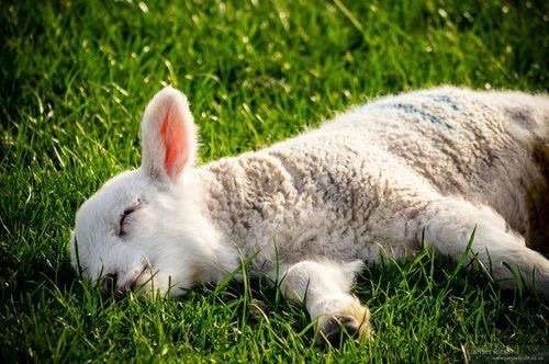 【年またぎ】見ると幸せな気分になれる画像を下さい！