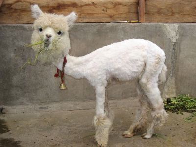 【年またぎ】見ると幸せな気分になれる画像を下さい！