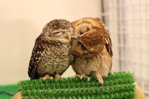 【年またぎ】見ると幸せな気分になれる画像を下さい！