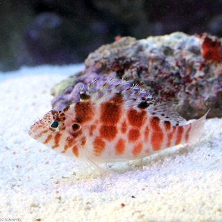 魚を飼ってる人、名前をつけていますか？