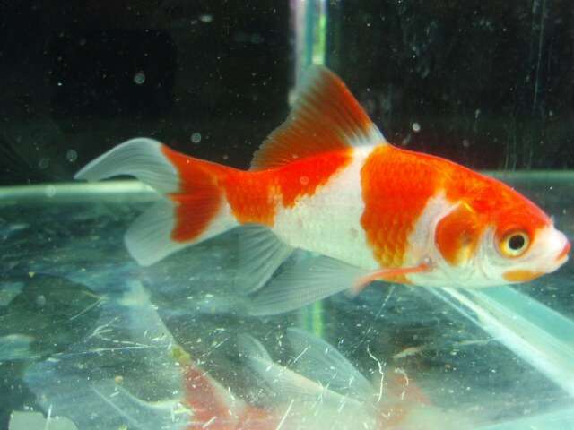 魚を飼ってる人、名前をつけていますか？