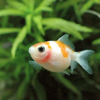 魚を飼ってる人、名前をつけていますか？