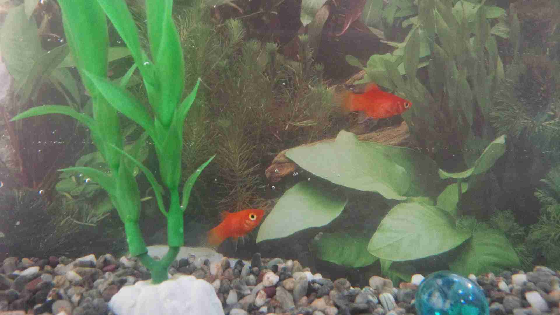 魚を飼ってる人、名前をつけていますか？