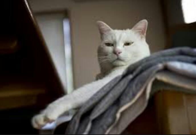 見下す感じの有名人画像トピ