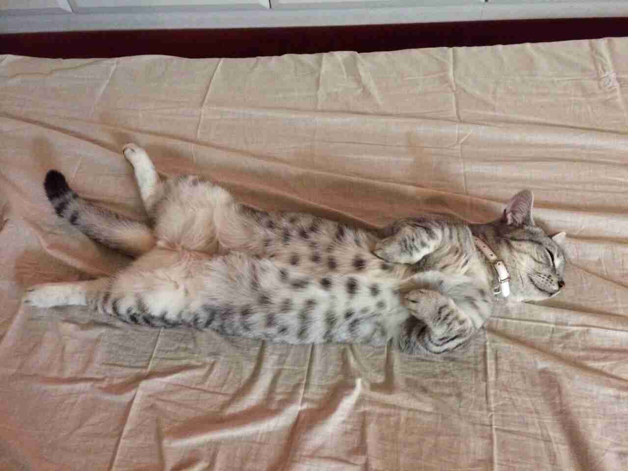 猫とのエピソードを語ろう