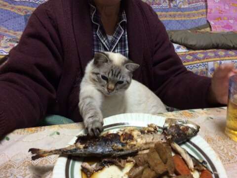 猫とのエピソードを語ろう