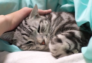 猫とのエピソードを語ろう